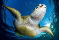   believe flyI was waiting surface until turtle comes breathe. breathe  